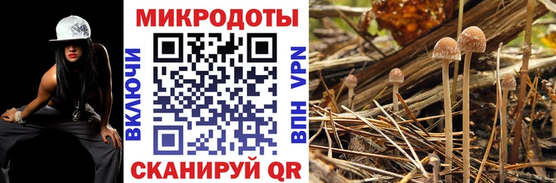 Галлюциногенные грибы Cubensis  Северо-Курильск 